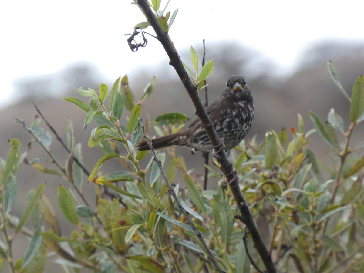 Fox Sparrow (Sooty) - ML642554153