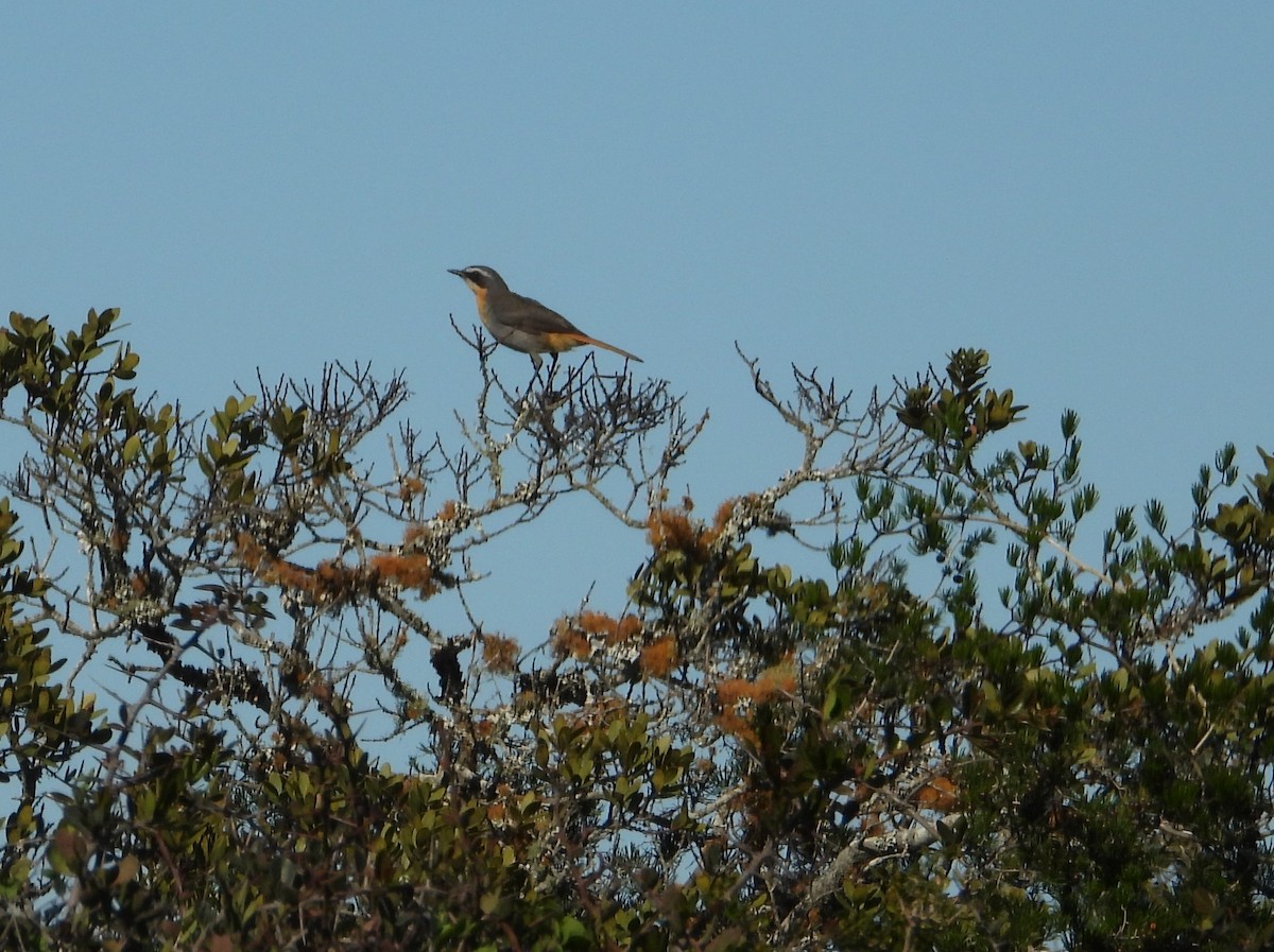 Cape Robin-Chat - ML642554164