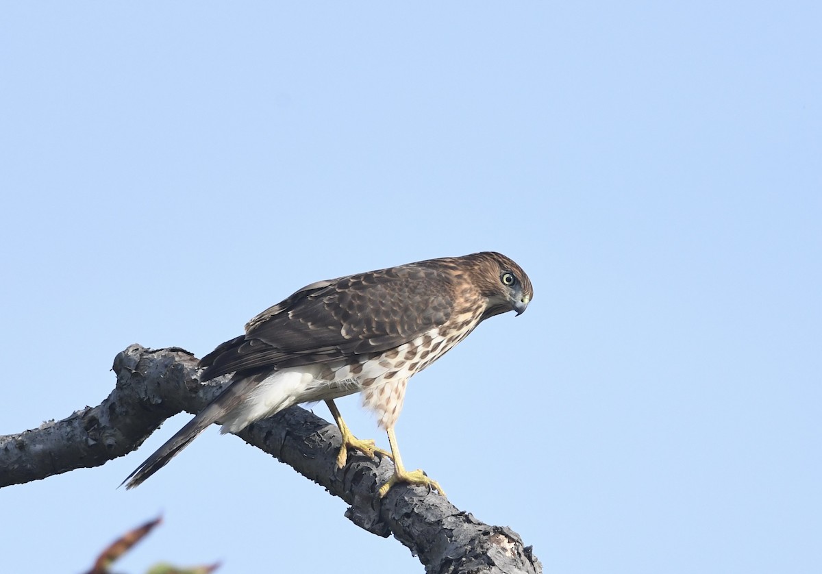 Cooper's Hawk - ML642554189