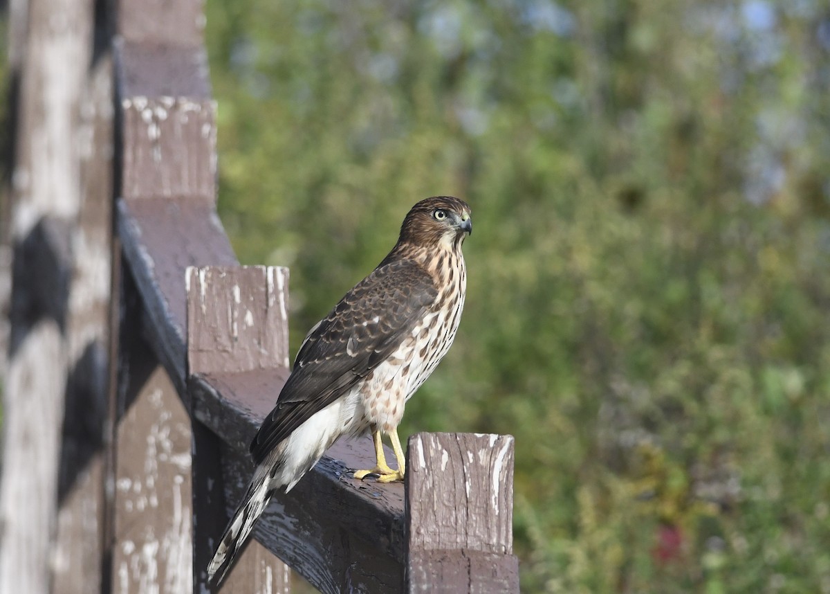 Cooper's Hawk - ML642554190