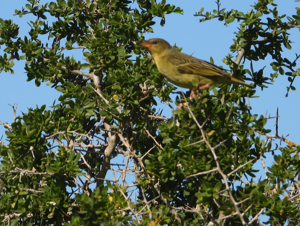 Cape Weaver - ML642554253