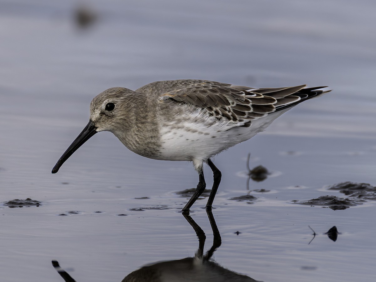Dunlin - ML642554257