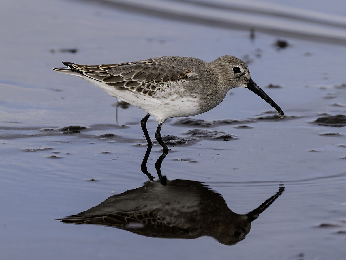 Dunlin - ML642554258