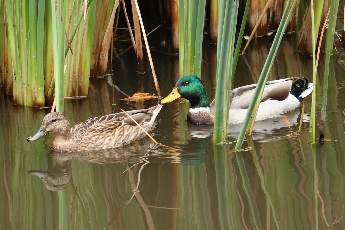 Mallard - ML642554274