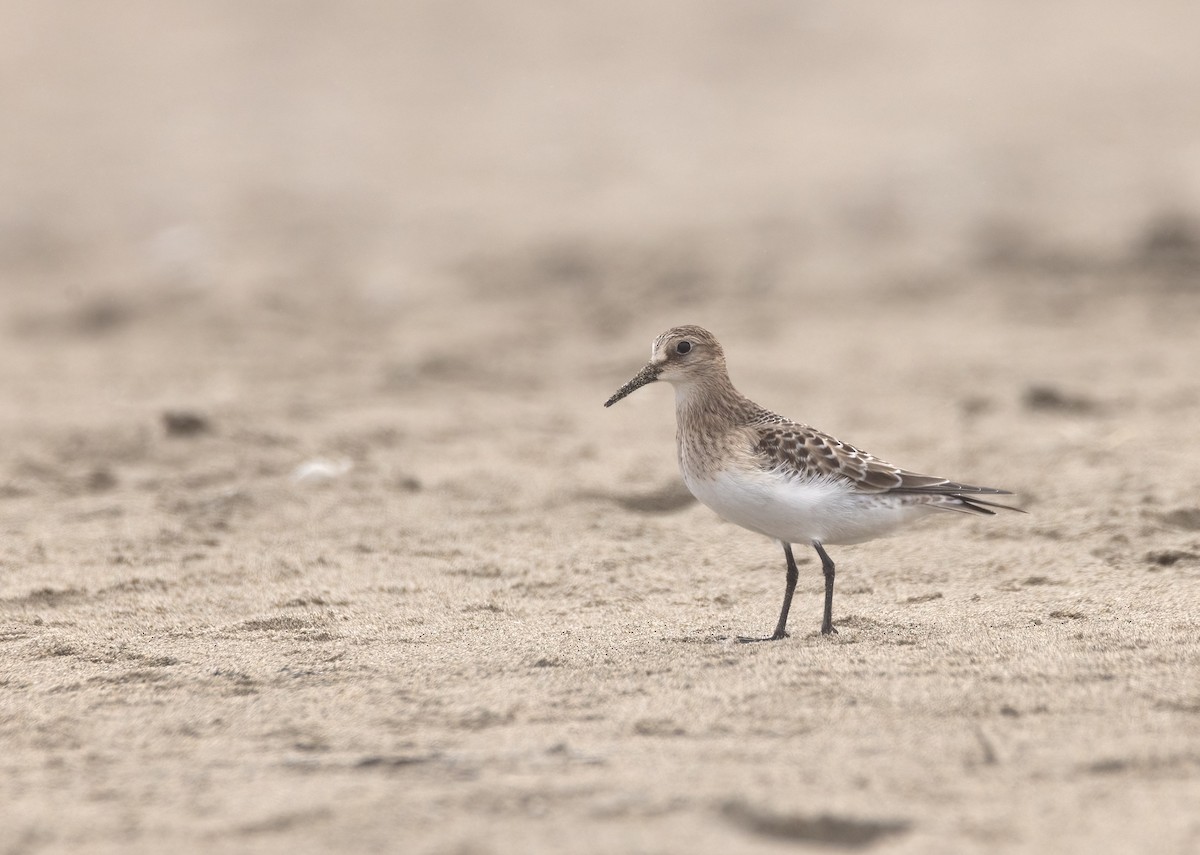 Baird's Sandpiper - ML642554279