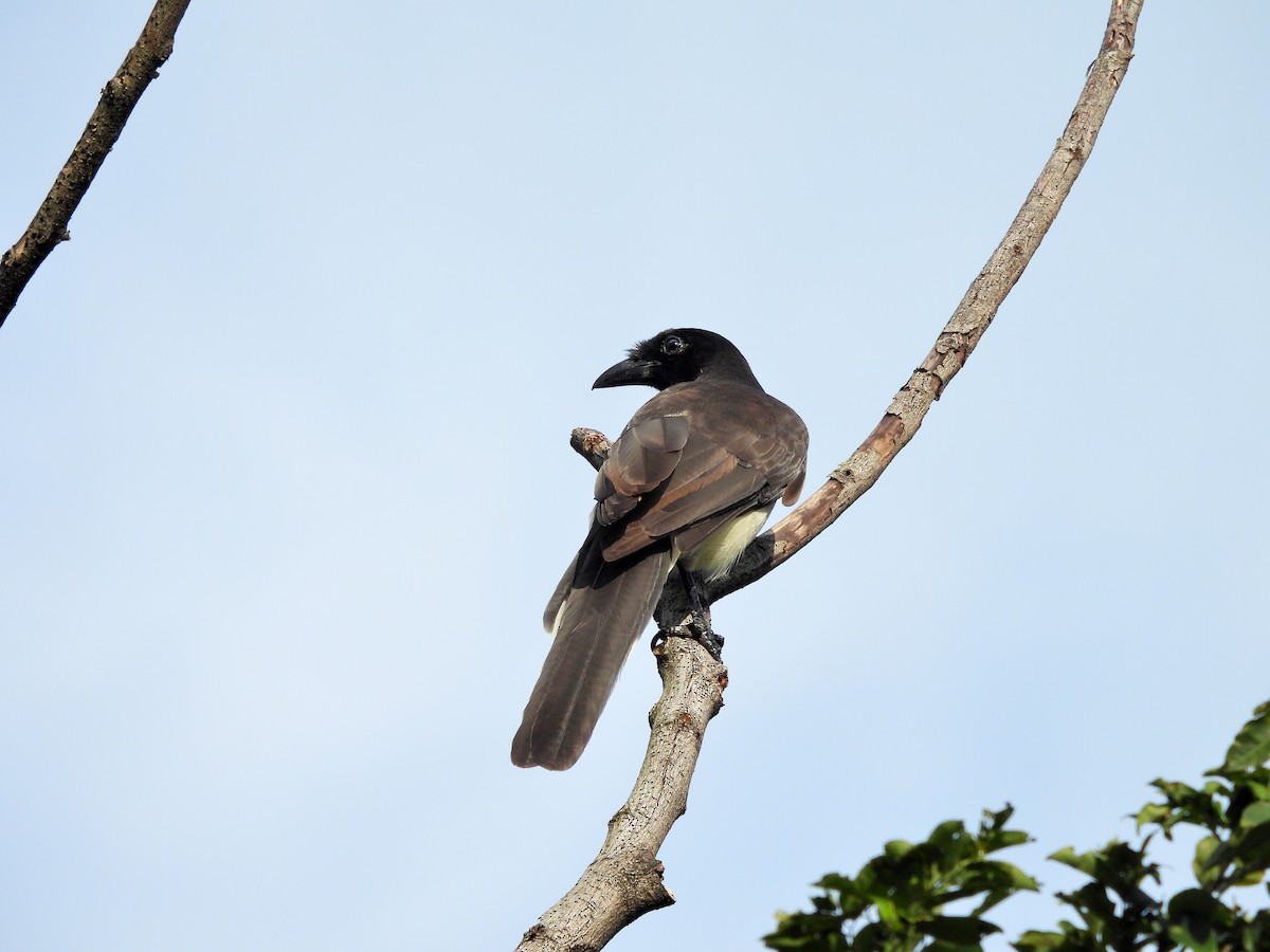 Brown Jay - ML642554283