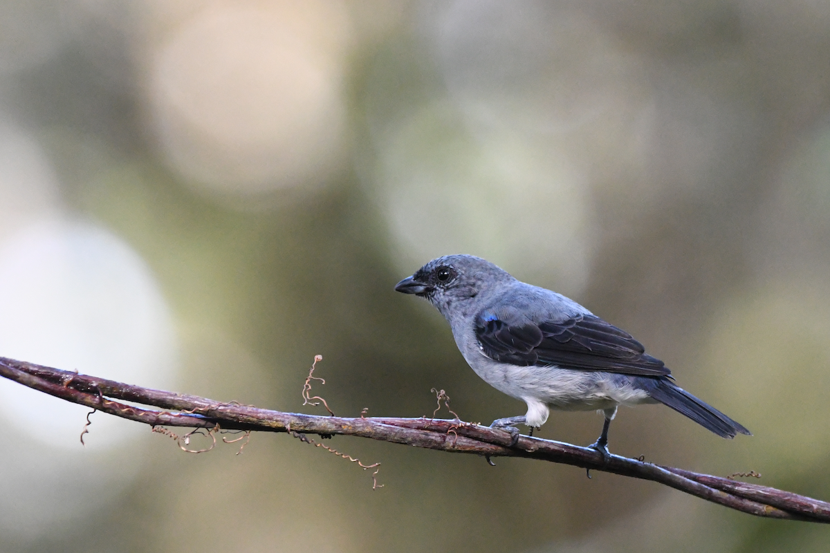 Plain-colored Tanager - ML642554293