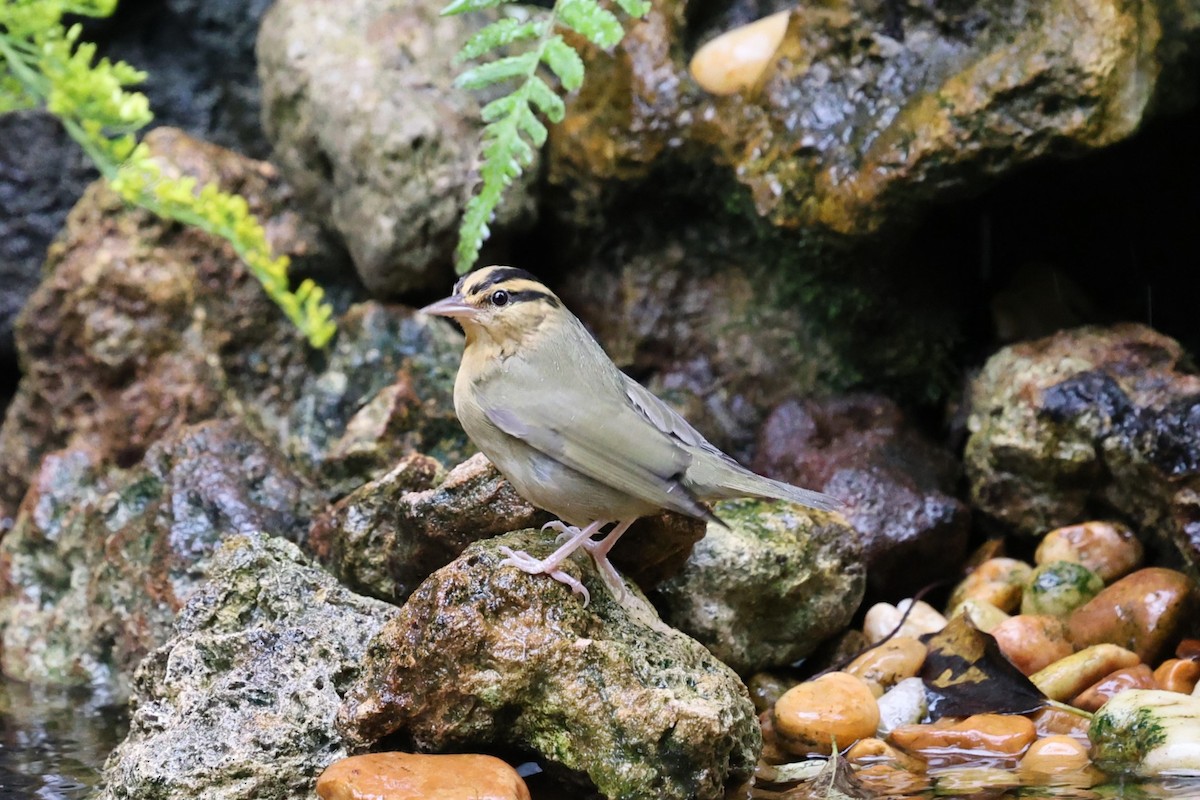 Worm-eating Warbler - ML642554321