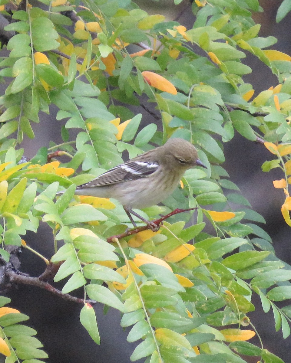 Blackpoll Warbler - ML642554327