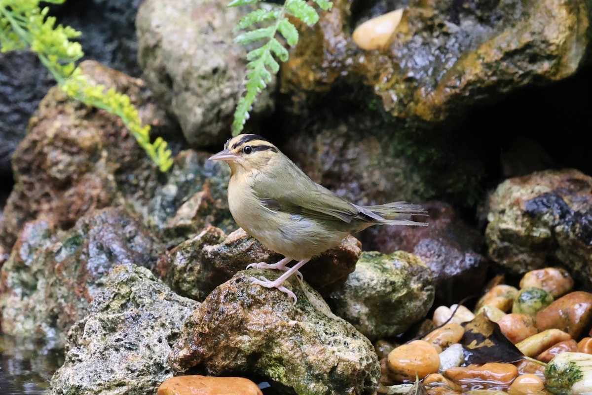 Worm-eating Warbler - ML642554343
