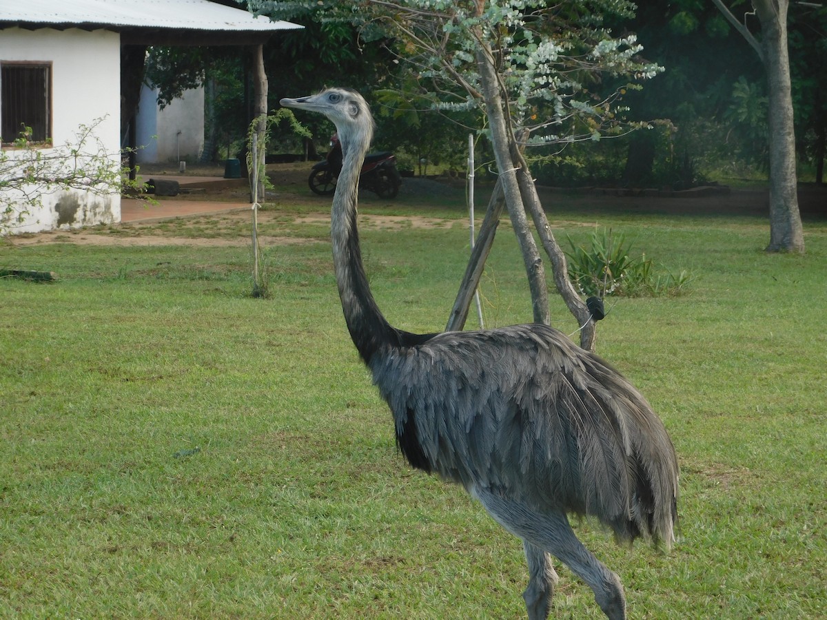 Greater Rhea - ML642554348