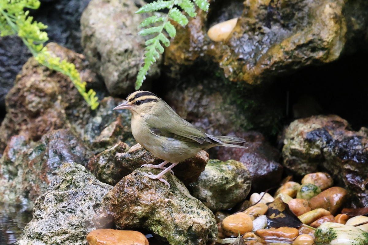 Worm-eating Warbler - ML642554355