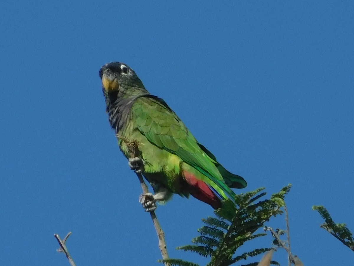 Scaly-headed Parrot - ML642554374