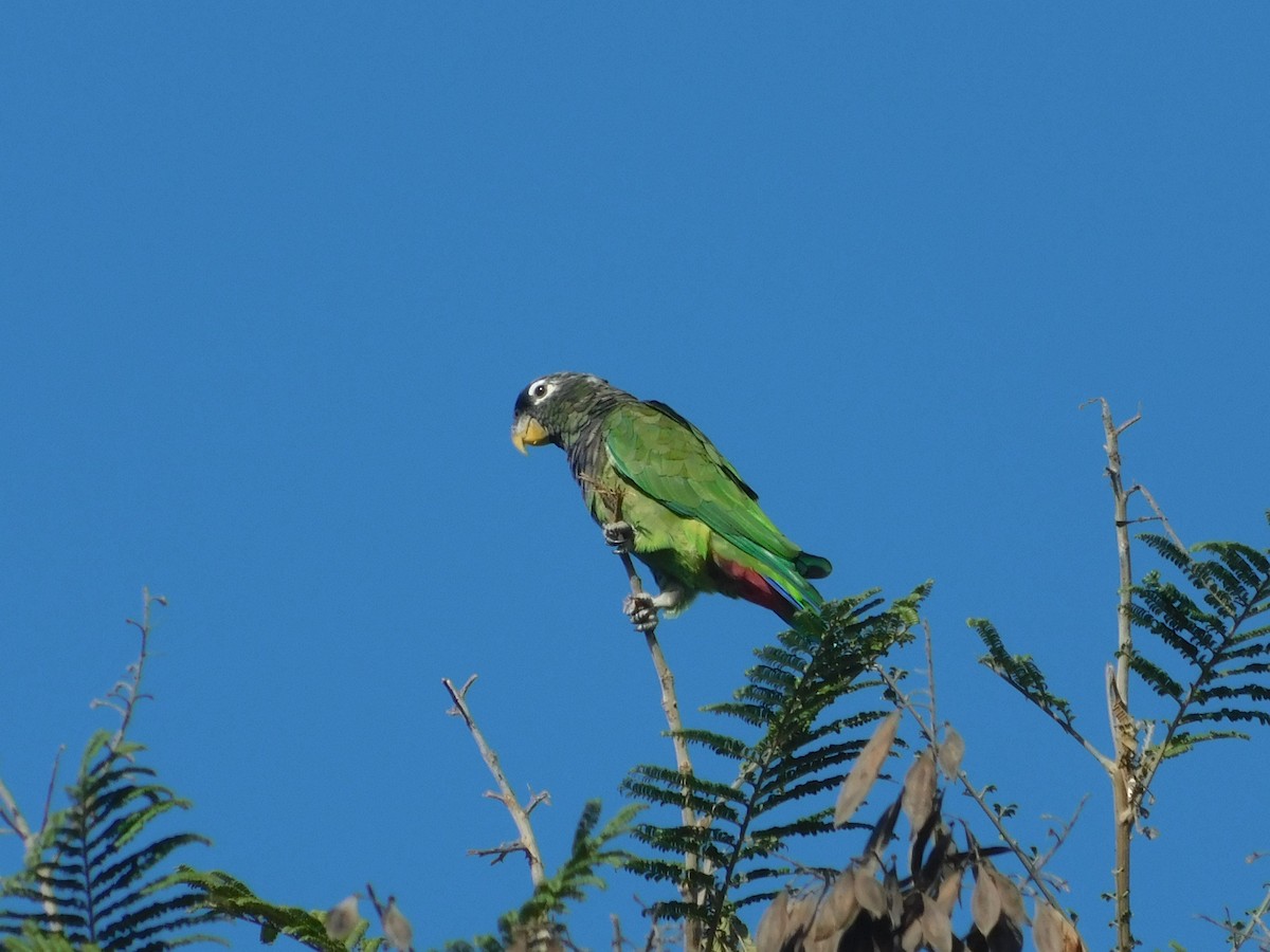 Scaly-headed Parrot - ML642554375