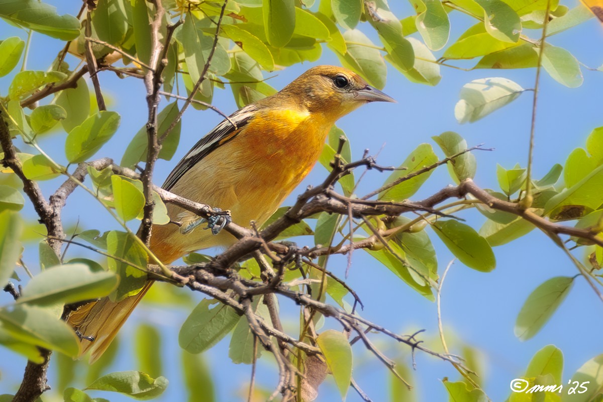 Baltimore Oriole - ML642554379