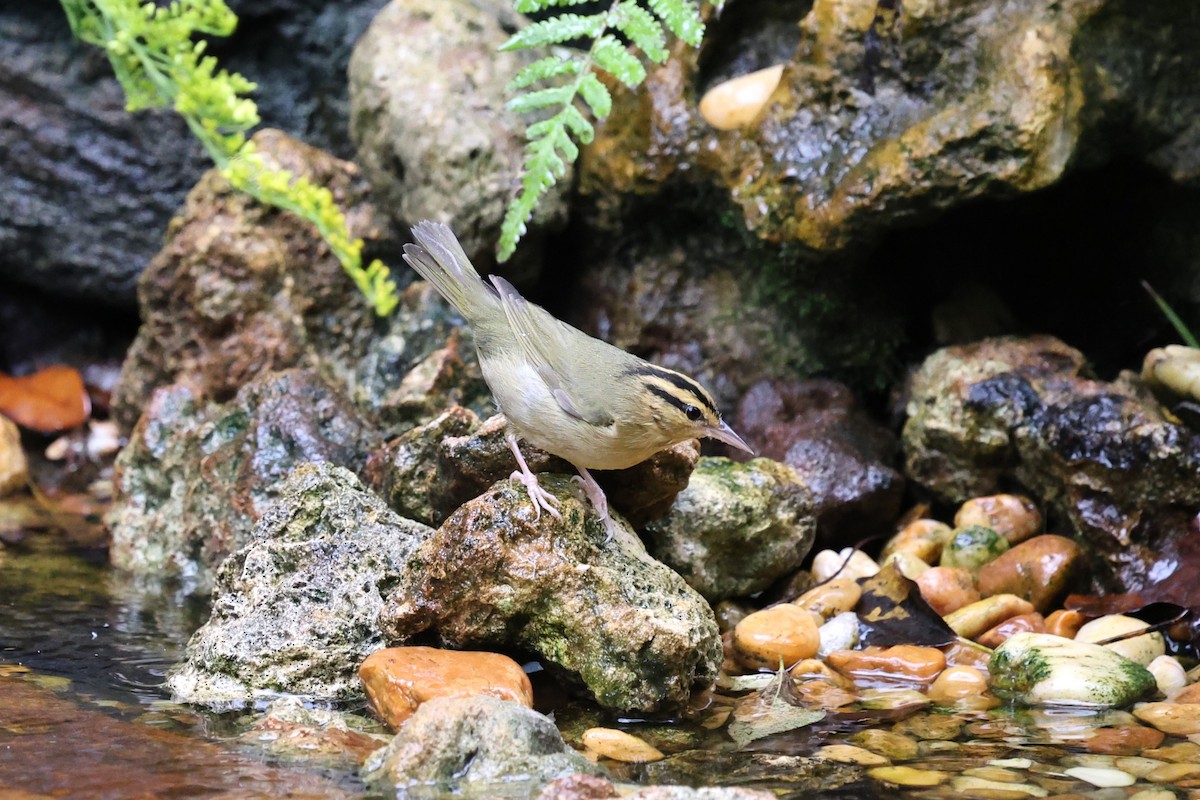Worm-eating Warbler - ML642554386