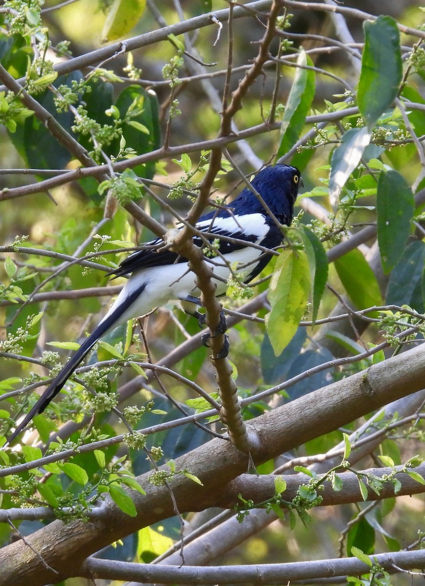 Magpie Tanager - ML642554388