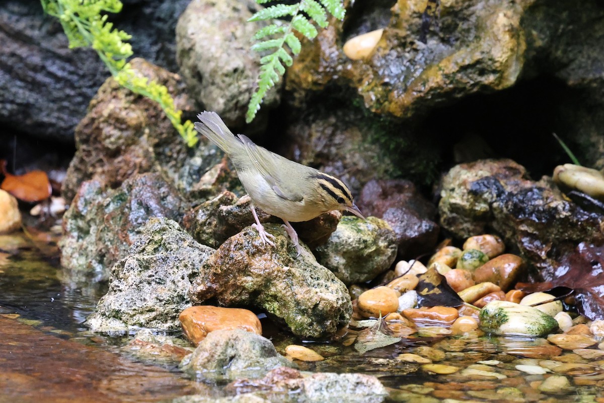 Worm-eating Warbler - ML642554399