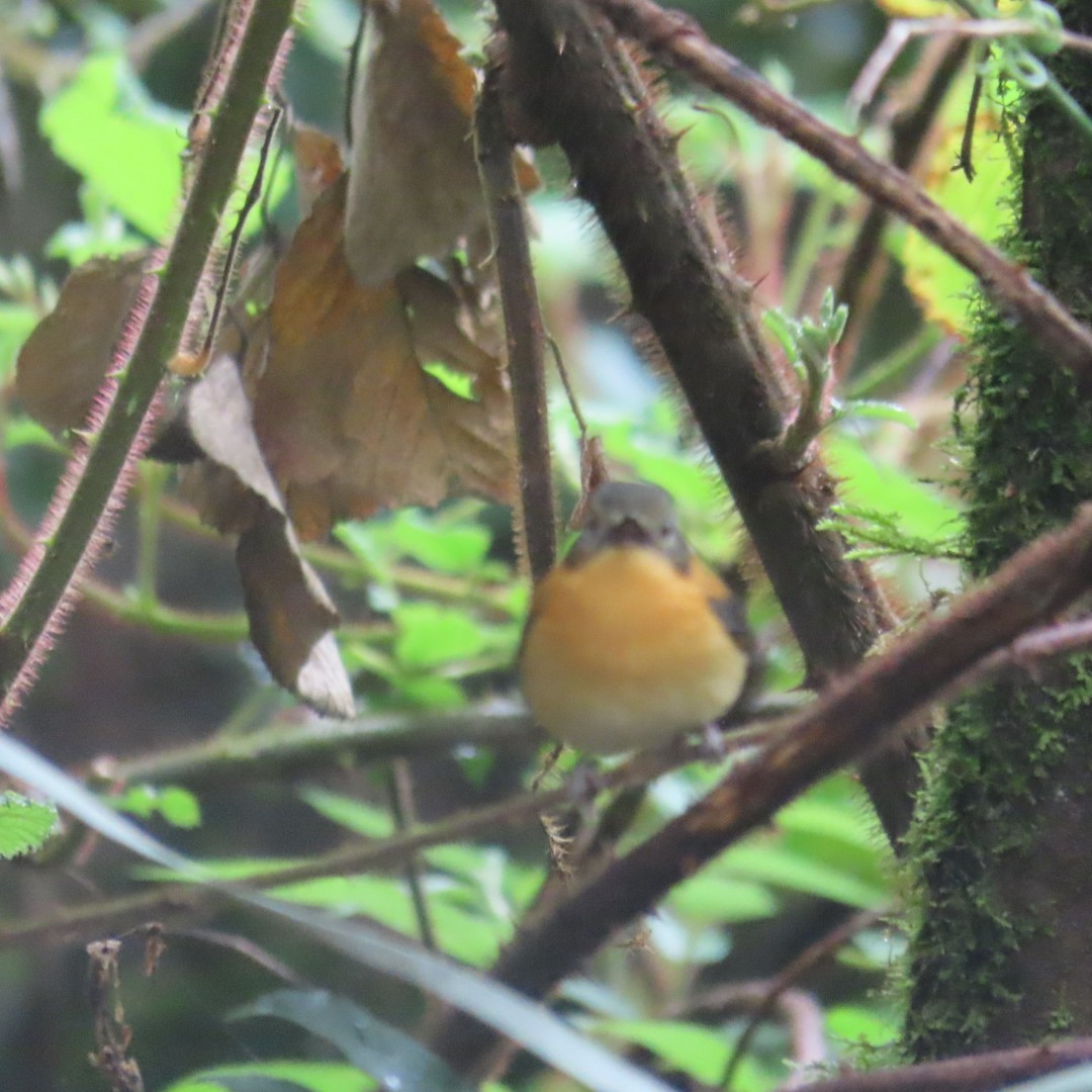 Black-and-orange Flycatcher - ML642554409