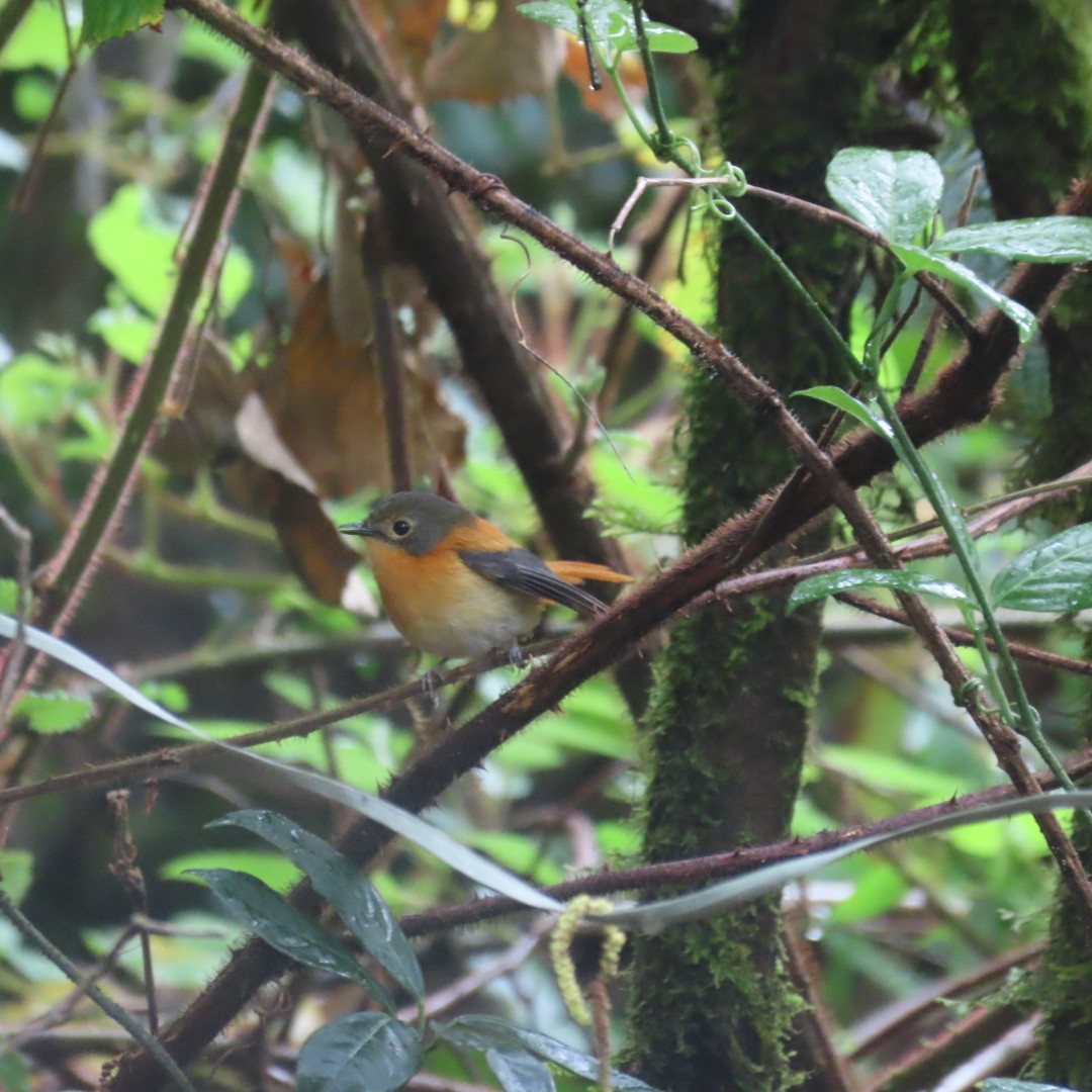 Black-and-orange Flycatcher - ML642554410