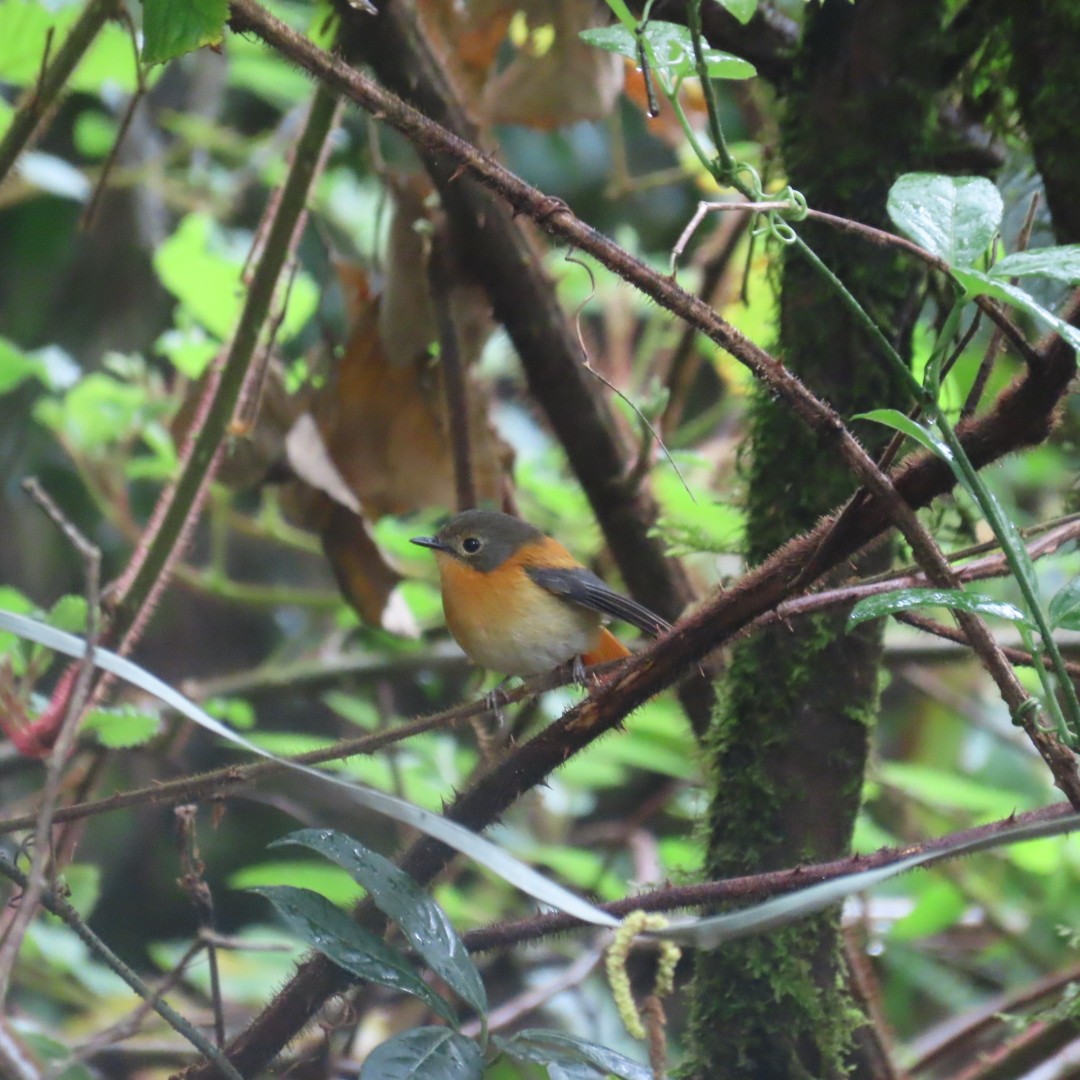 Black-and-orange Flycatcher - ML642554411