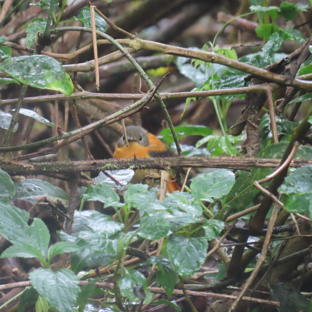 Black-and-orange Flycatcher - ML642554412