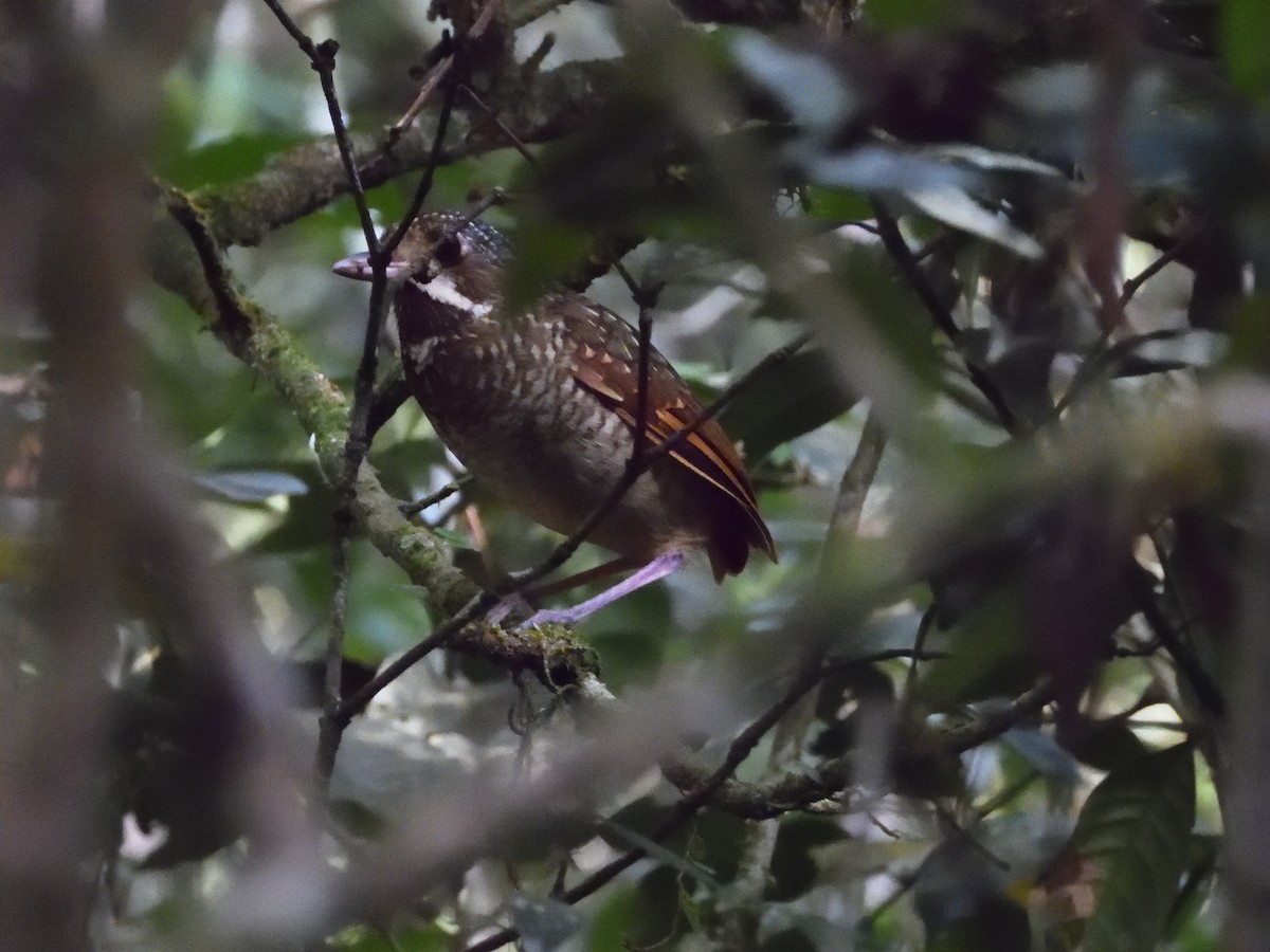Variegated Antpitta - ML642554415