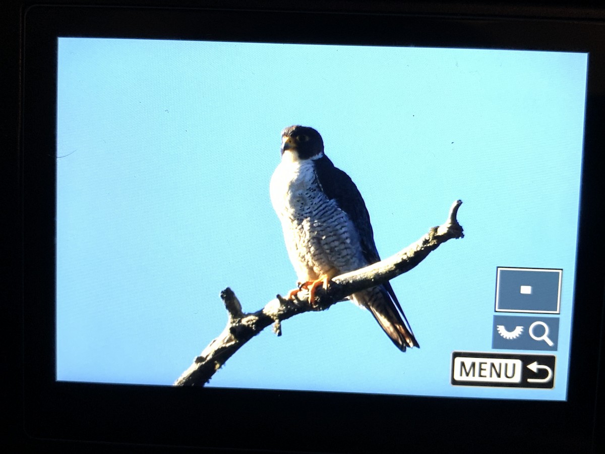 בז נודד - ML642554429