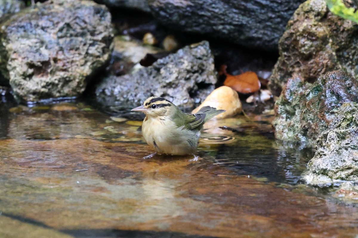Worm-eating Warbler - ML642554431