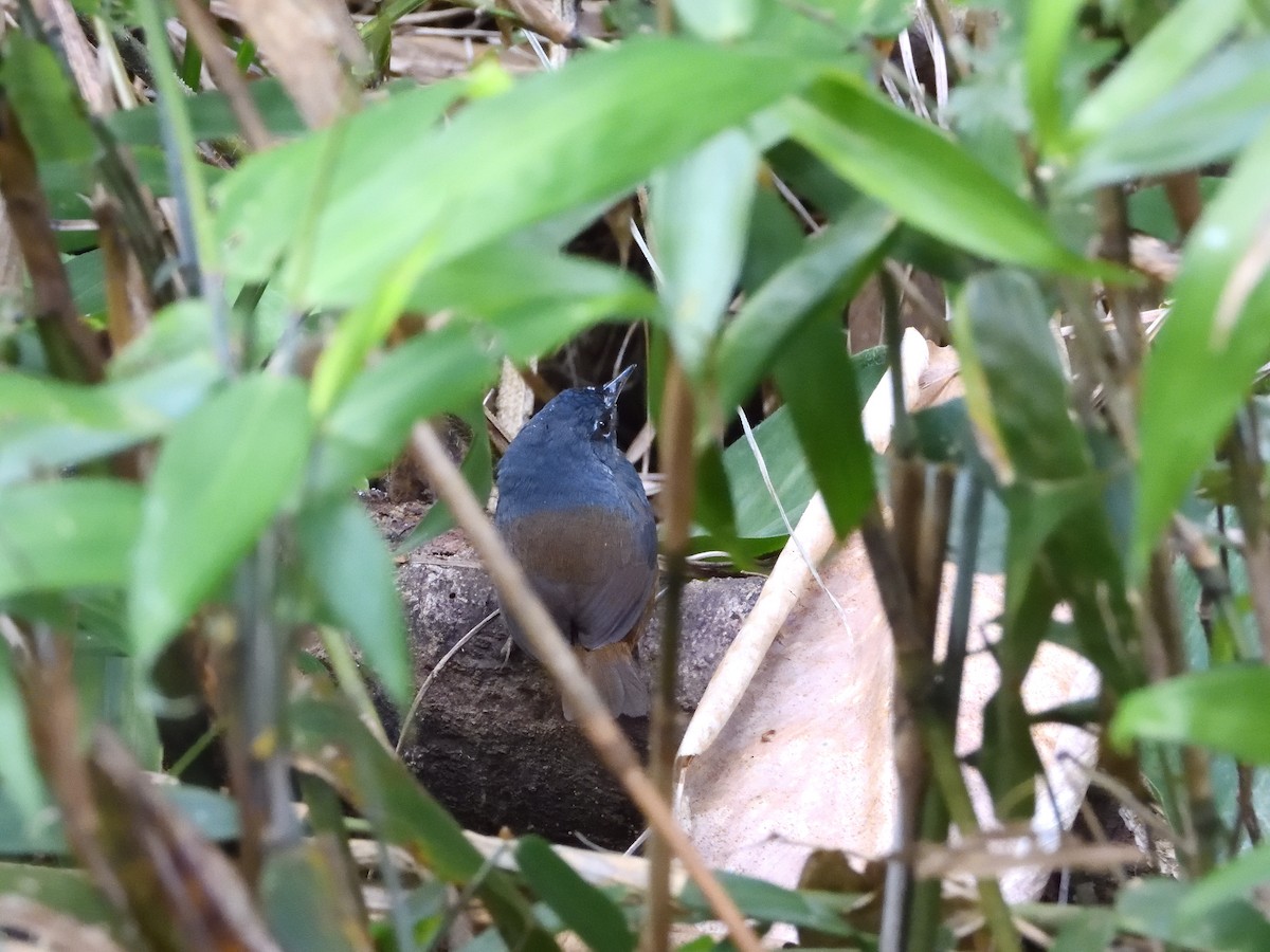 White-breasted Tapaculo - ML642554433
