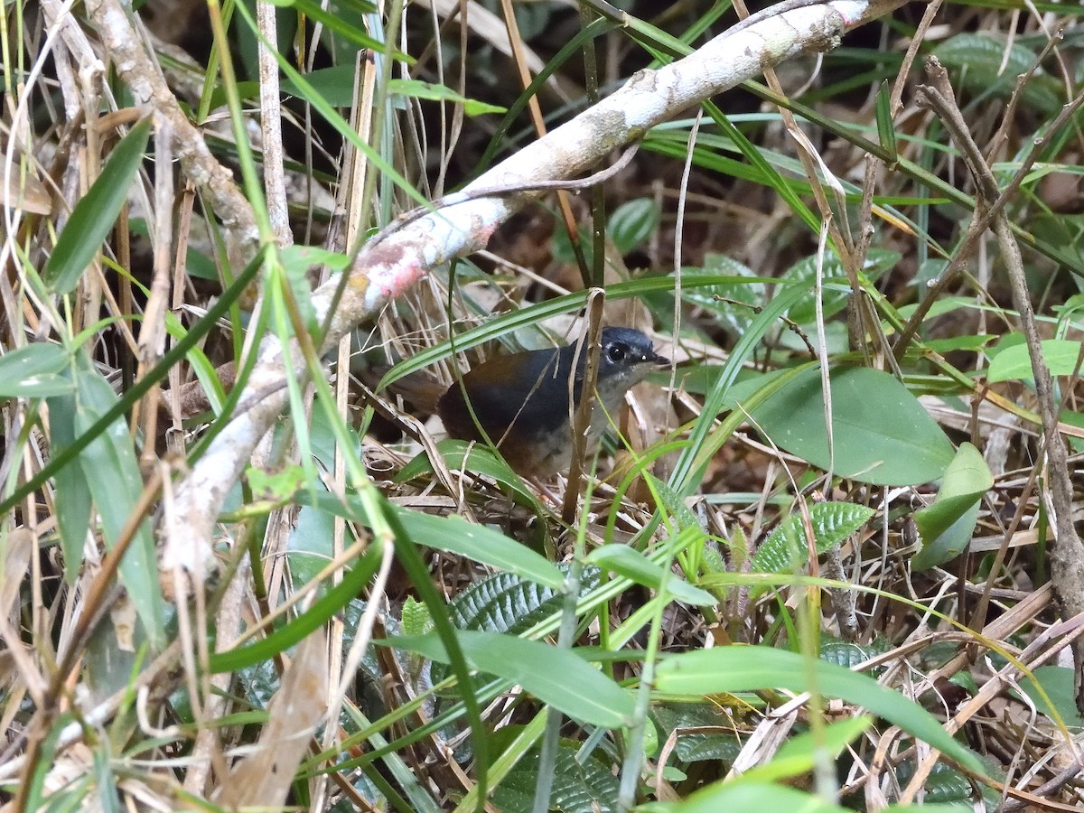 White-breasted Tapaculo - ML642554434