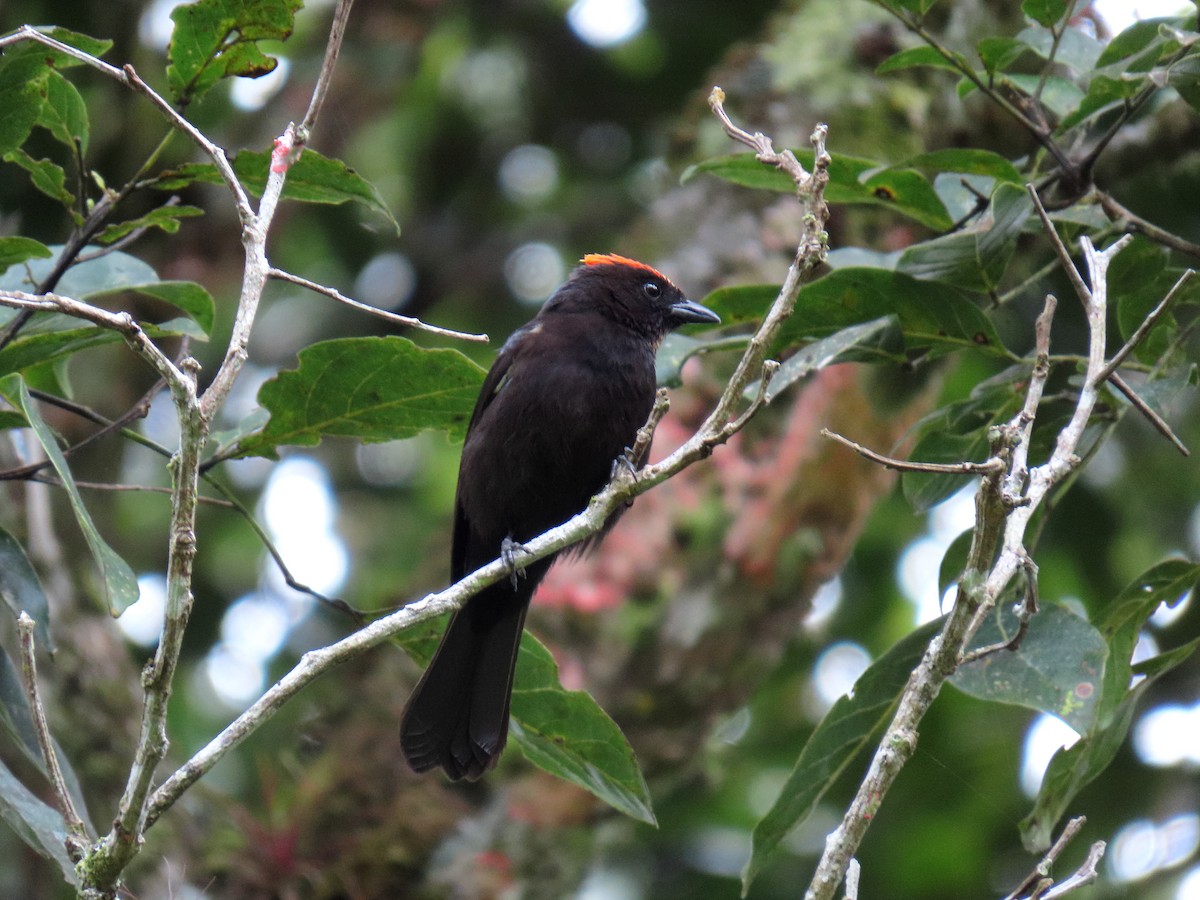 Flame-crested Tanager - ML642554438