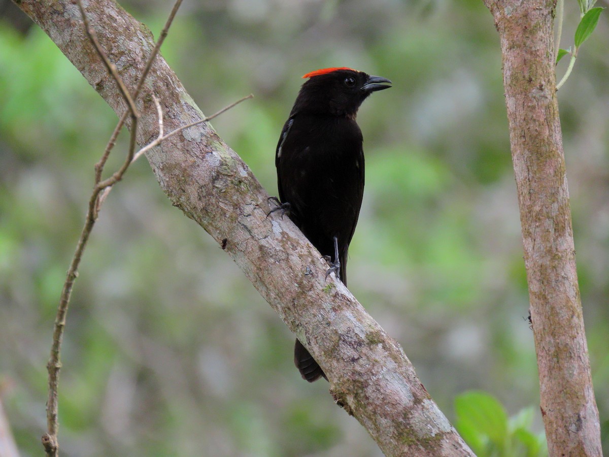 Flame-crested Tanager - ML642554439