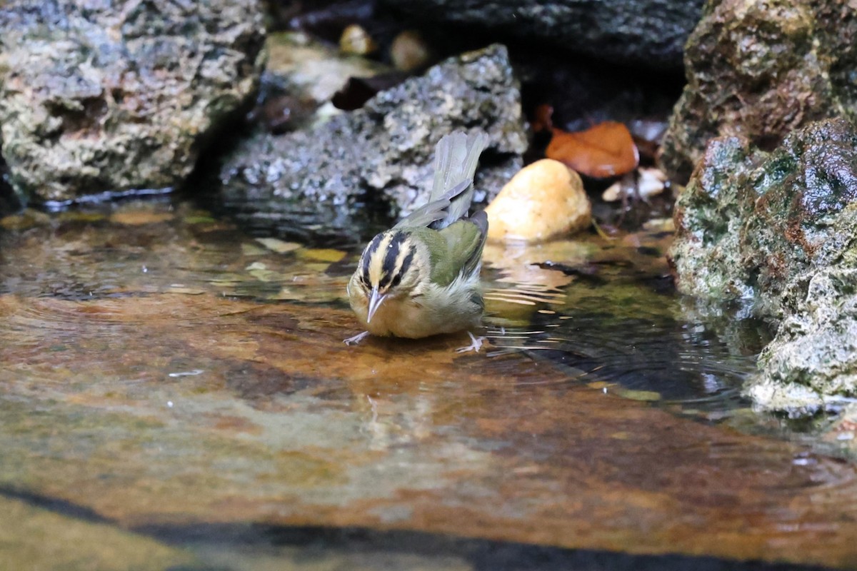 Worm-eating Warbler - ML642554445
