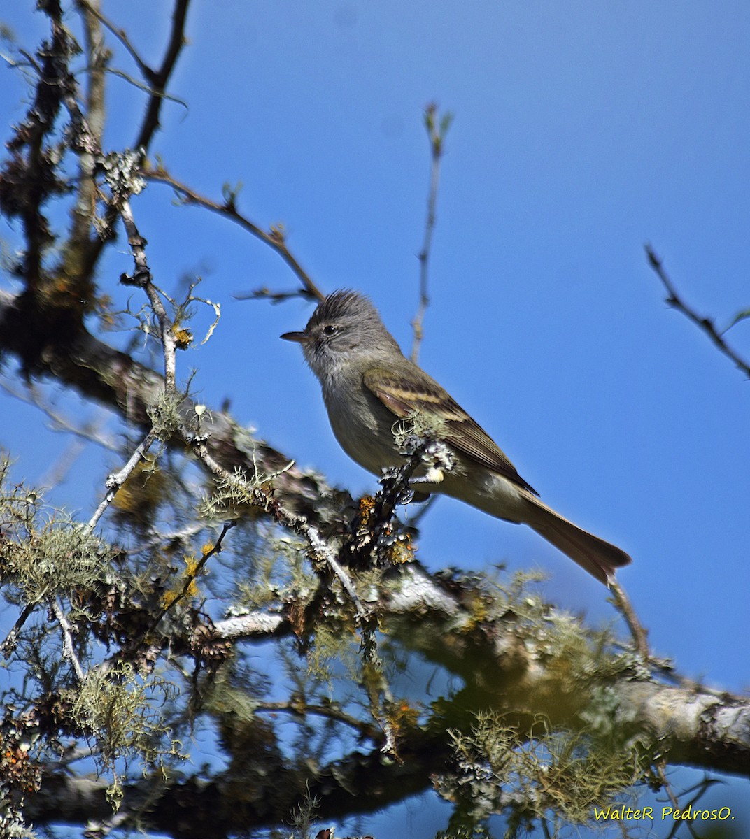Southern Beardless-Tyrannulet - ML642554447