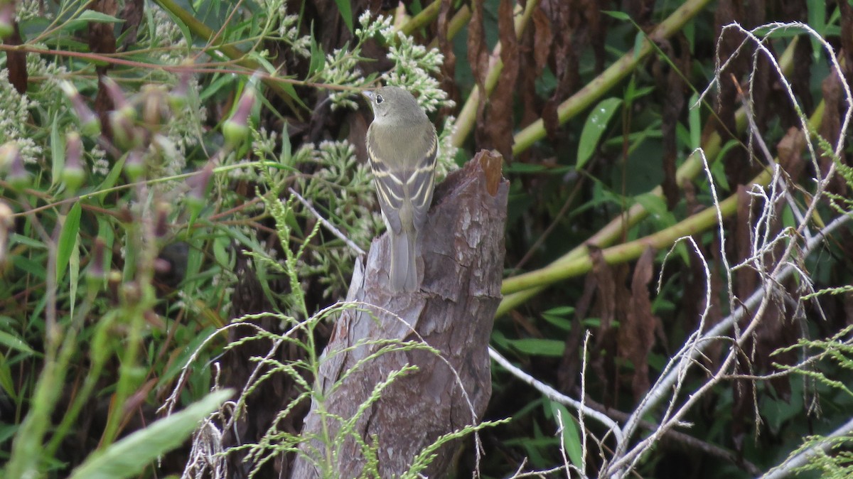 Alder/Willow Flycatcher (Traill's Flycatcher) - ML642554448