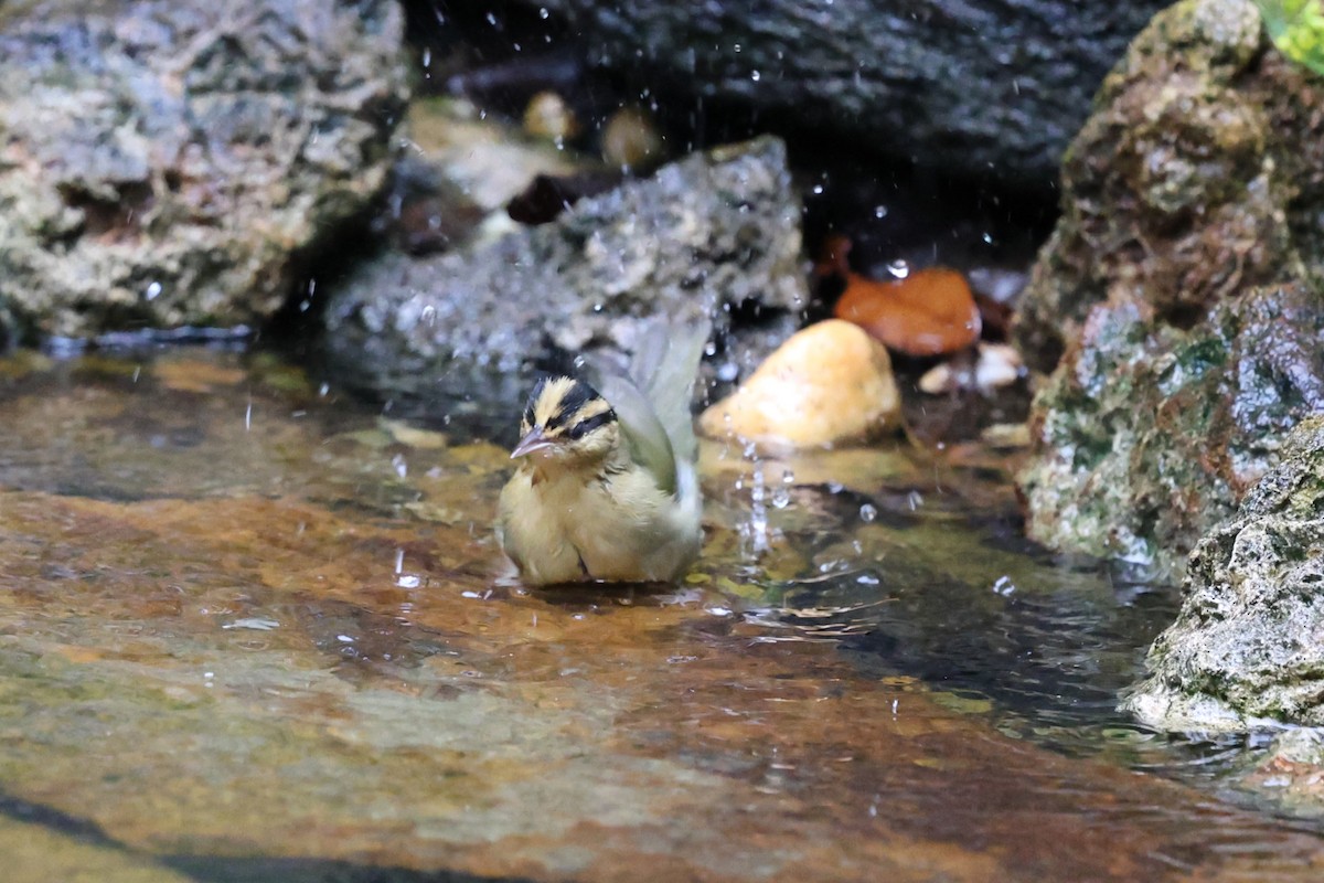 Worm-eating Warbler - ML642554460