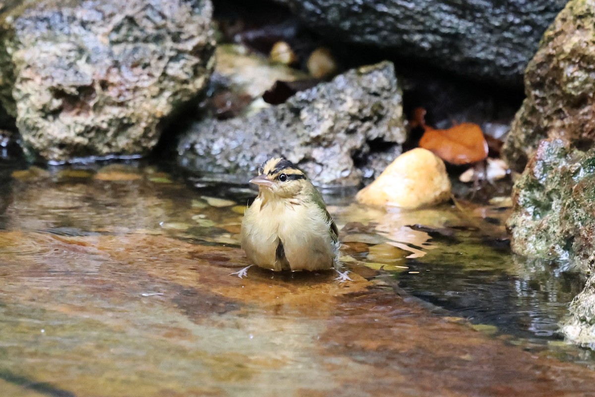 Worm-eating Warbler - ML642554465