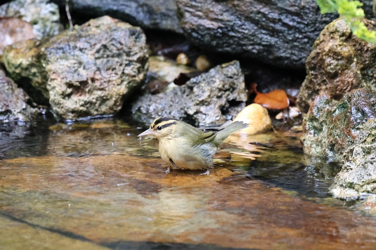 Worm-eating Warbler - ML642554481