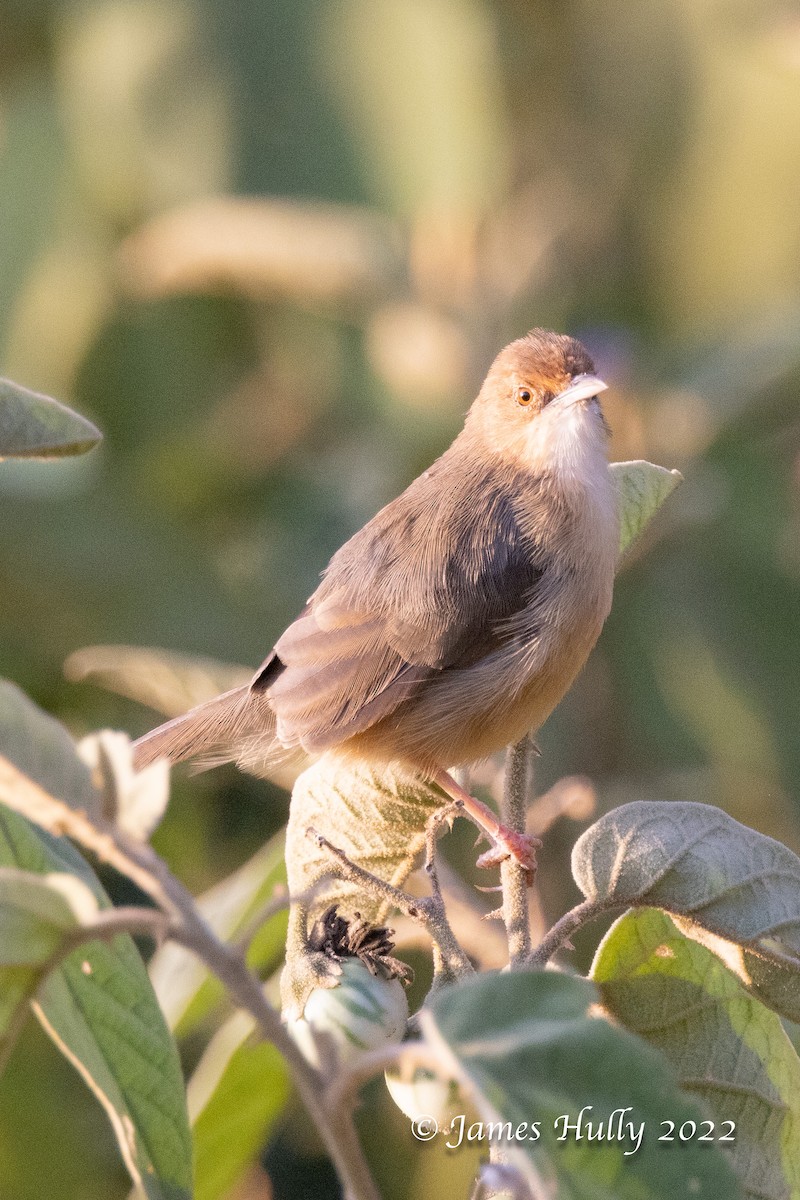 Red-faced Cisticola - ML642554486