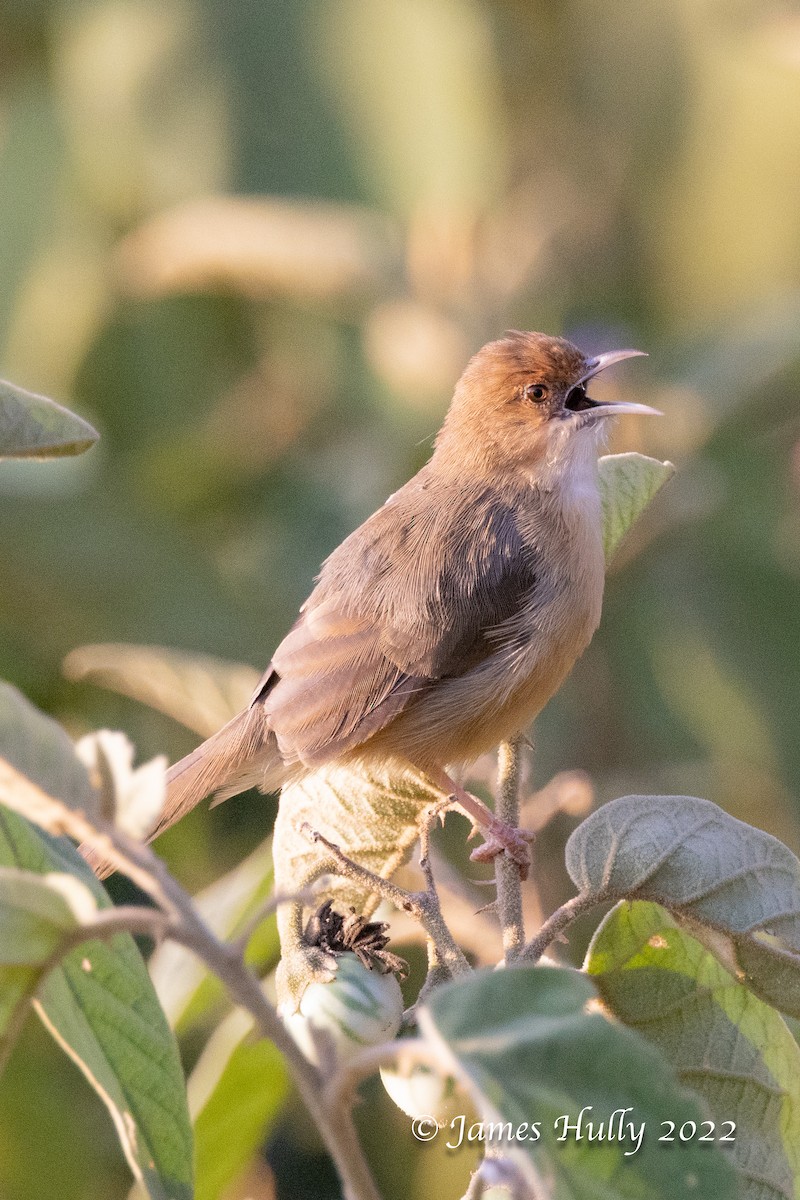 Red-faced Cisticola - ML642554493