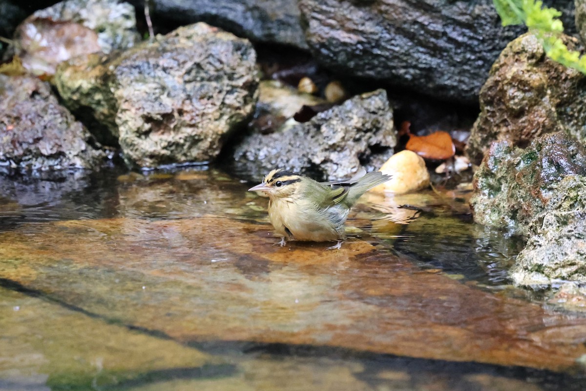 Worm-eating Warbler - ML642554494