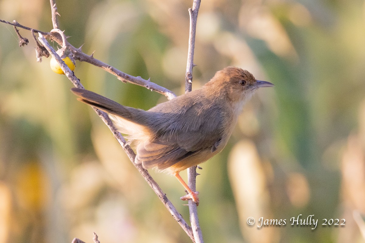 Red-faced Cisticola - ML642554496