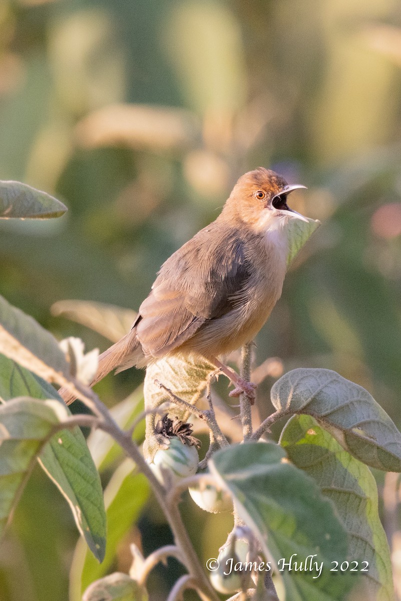 Red-faced Cisticola - ML642554502