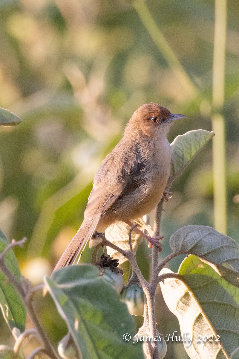 Red-faced Cisticola - ML642554508