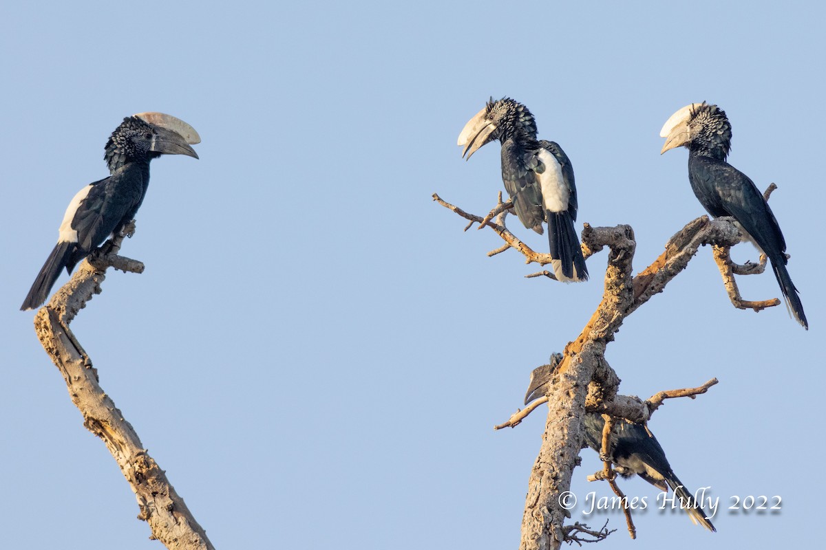 Silberwangen-Hornvogel - ML642554513