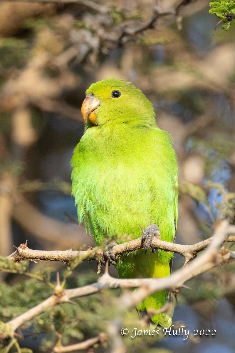 Black-winged Lovebird - ML642554520