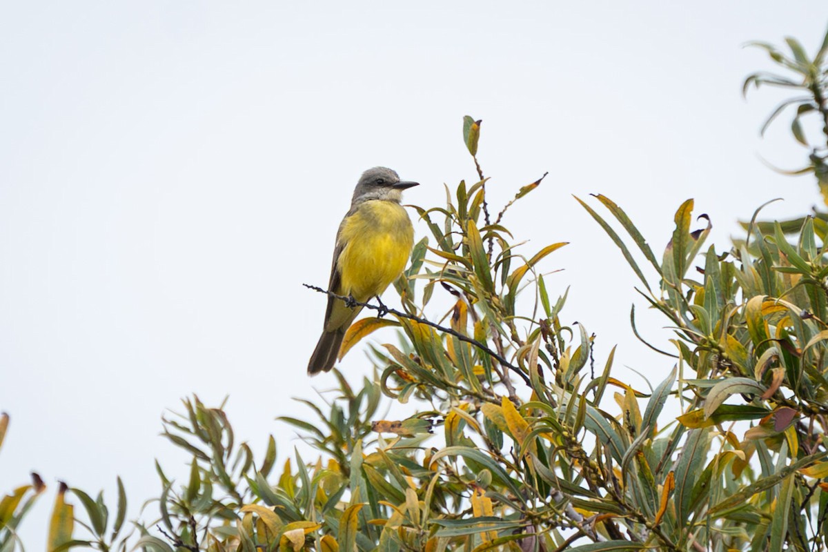 Tropical Kingbird - ML642554521