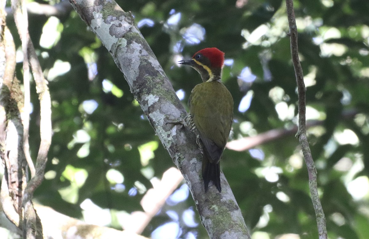Golden-green Woodpecker - ML642554569