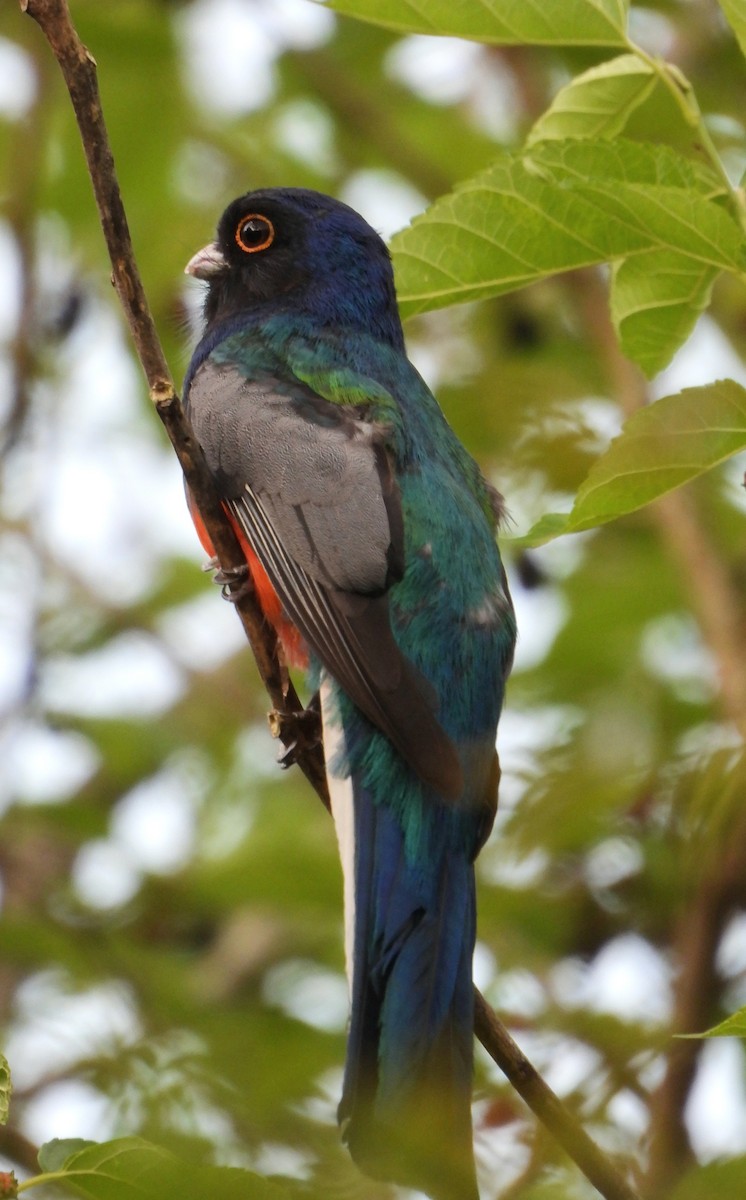Surucua Trogon - ML642554583